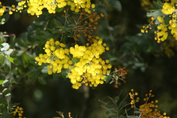 Golden Wattle Flower in Dappled Sunlight