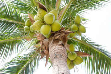 Fototapeta premium Coconut tree