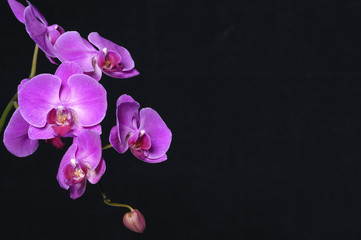 Fototapeta na wymiar orchidea phalaenopsis on black