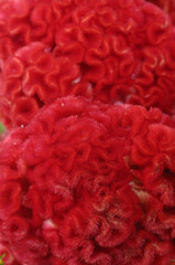 Close up of red cockscomb