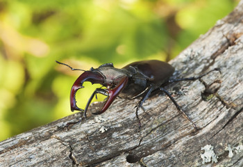 Stag beetle. Macro photo.