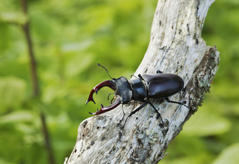 Stag beetle. Macro photo.