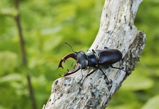 Stag beetle. Macro photo.