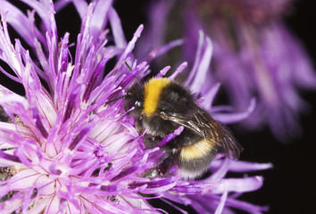 Pollinating bumble bee on thistle.
