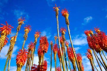 Lines of Red flower in the blue sky