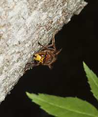 Hornet sitting on tree. Macro photo.