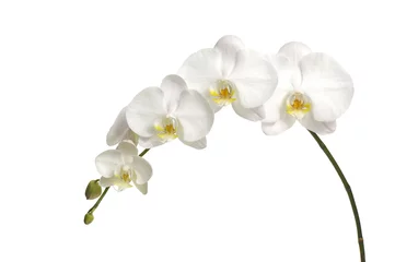 Photo sur Plexiglas Orchidée Tropical orchid
