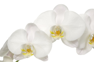 Macro of  white orchid