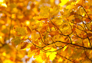 autumn leaves, very shallow focus