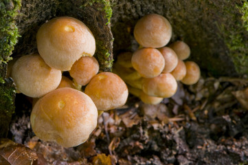 hypholome en touffe (hypholoma fasciculare)