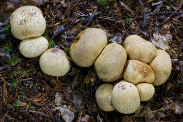 scléroderme commun (scleroderma citrinum)