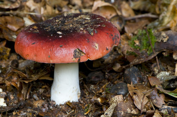 Russule du hêtre (russula fageticola)