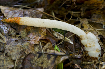 satyre des chiens (mutinus caninus)