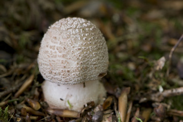 Amanite rougissante (Amanita rubescens)
