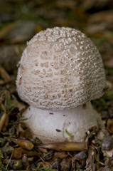 Amanite rougissante (Amanita rubescens)