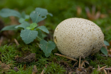 scléroderme commun (scleroderma citrinum)