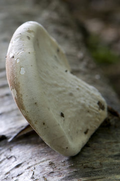 Polypore du bouleau (piptoporus betulinus)