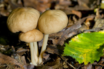 Collybia peronata (Collybie guêtrée / Marasme brûlant )