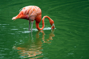 flamant rose,phoenicopterus ruber