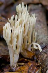 clavaire dressée (ramaria stricta)