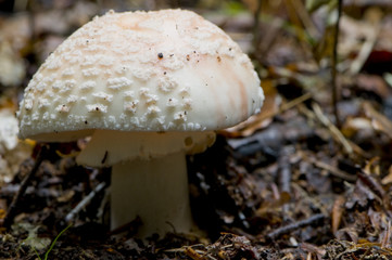 Amanite rougissante (Amanita rubescens)