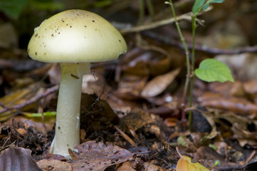 Amanite phalloïde (Amanita phalloides)