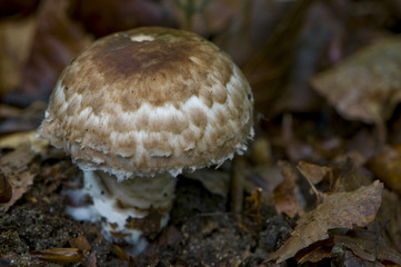 agaric des forêts (agaricus silvaticus)