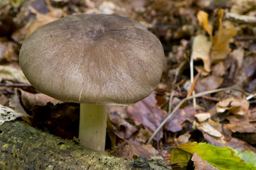 collybie à larges lames (Megacollybia platyphylla)