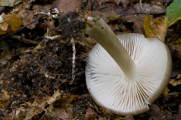 collybie à larges lames (Megacollybia platyphylla)