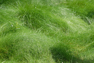 Saftiges Gras