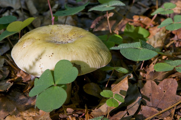 Russula violeipes (russule à pied violet), forme citrina