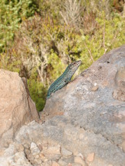 Lézard