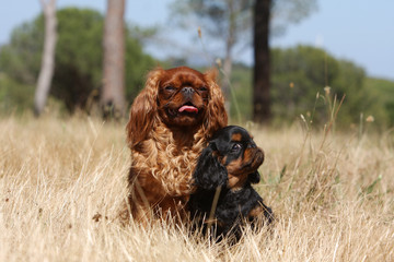 Fototapeta premium mère épagneul king charles et son chiot assis côte à côte