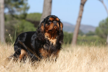épagneul king charles debout de trois quart en pleine nature