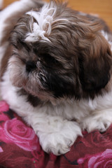 Shih Tzu-Welpe