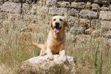 Sympathique Labrador Retriever en appui sur une pierre