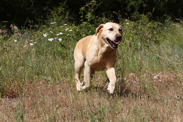 Labrador Retriever sable courant dans la campagne