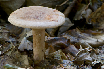 Lactaire tranquille (Lactarius quietus)