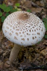 Lépiote élevée, Coulemelle (Macrolepiota procera)