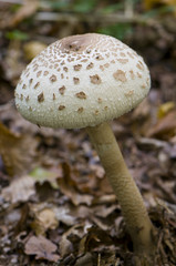 Lépiote élevée, Coulemelle (Macrolepiota procera)