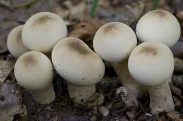 Vesse de loup en forme de poire (Lycoperdon Pyriforme)
