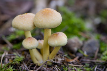 hypholome en touffe (hypholoma fasciculare)