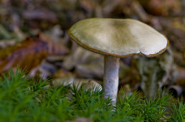 Cortinaire anormal (Cortinarius anomalus)
