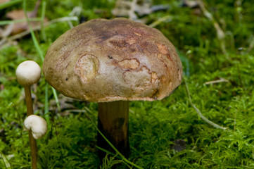 Bolet pulvérulent (Boletus  pulverulentus)
