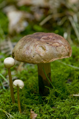 Bolet pulvérulent (Boletus  pulverulentus)