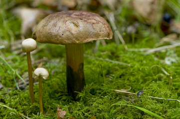 Bolet pulvérulent (Boletus  pulverulentus)