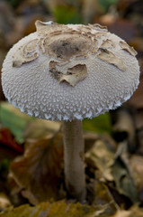 lépiote gracile (macrolepiota rickenii / macrolepiota gracilenta