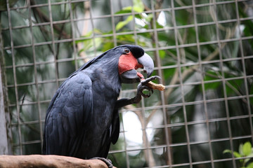Parrot