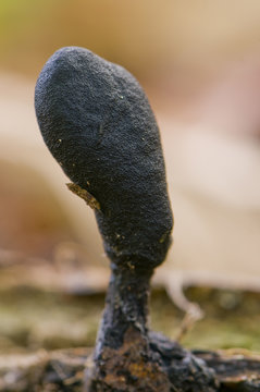 xylaire à long pied (xylaria longipes)