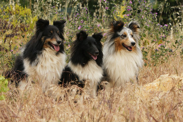 trois chiens shetland de face aux aguets dans la prairie